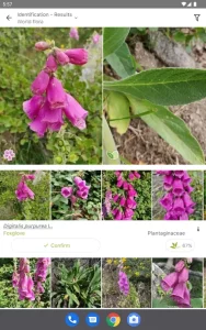 PlantNet Plant Identification